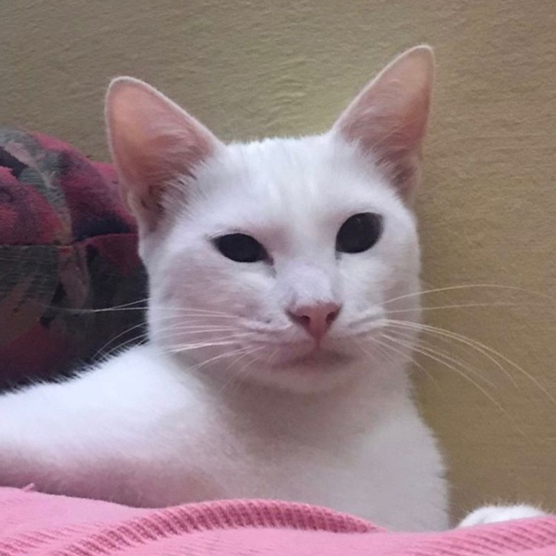 gatti adottati Le Sfigatte