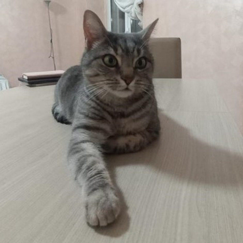 gatti adottati Le Sfigatte