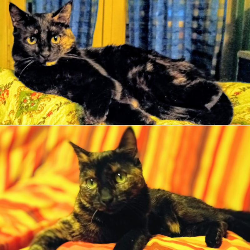 gatti adottati Le Sfigatte