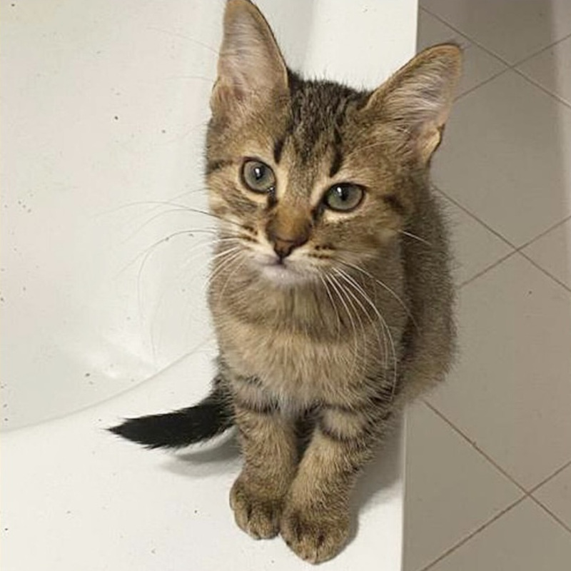 gatti da adottare di Le Sfigatte