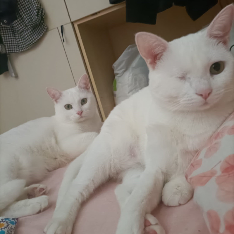 gatti da adottare Le Sfigatte