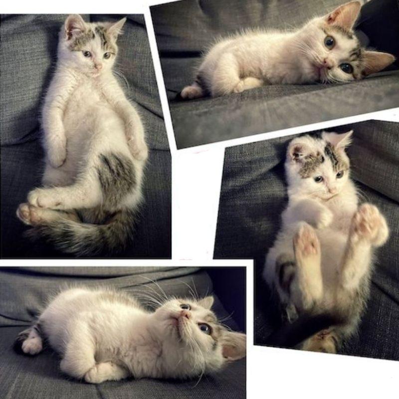 gatti adottati Le Sfigatte