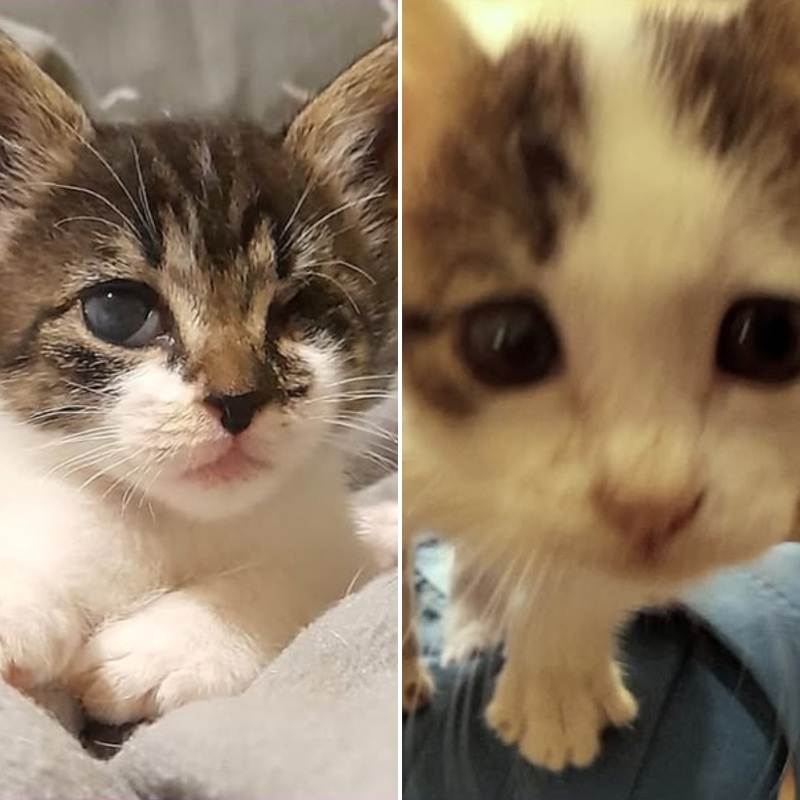 gatti da adottare di Le Sfigatte