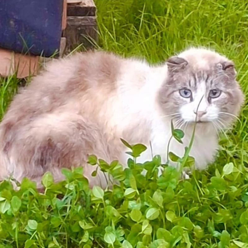 sul ponte Le Sfigatte