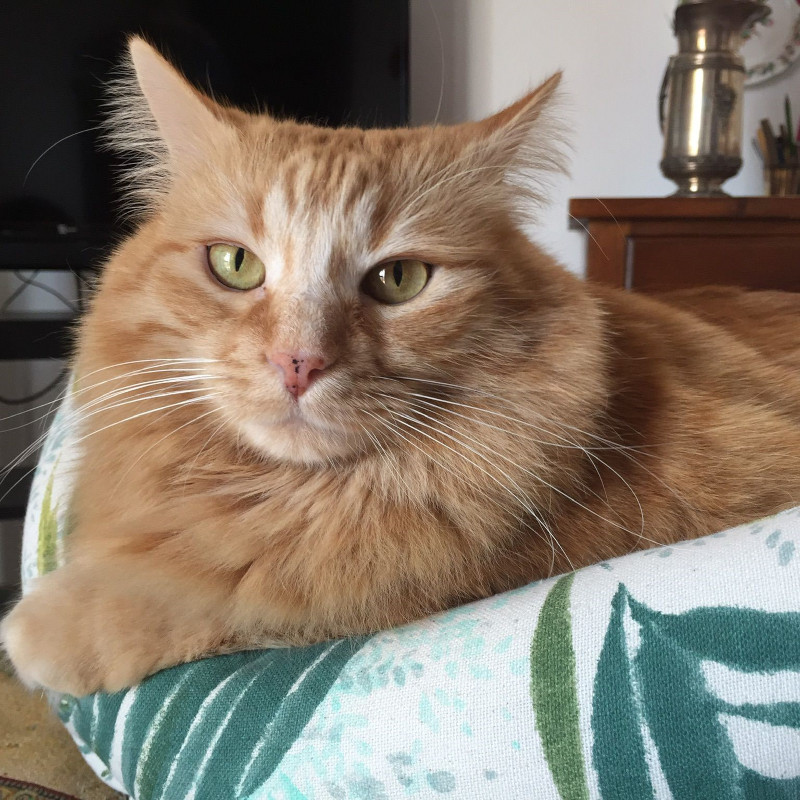 gatti adottati Le Sfigatte