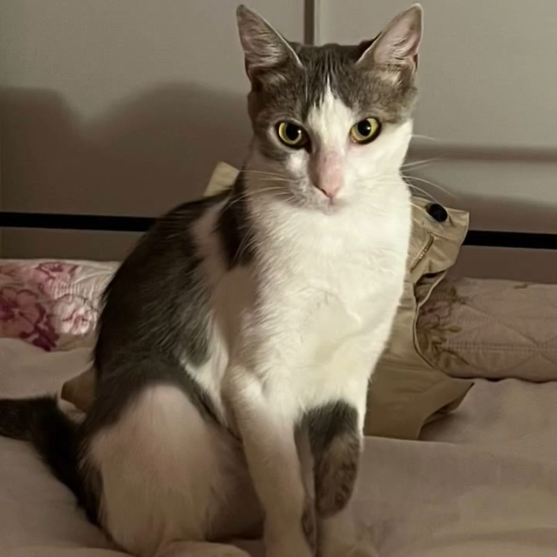 Micol, in cerca di adozione tramite Associazione Le Sfigatte