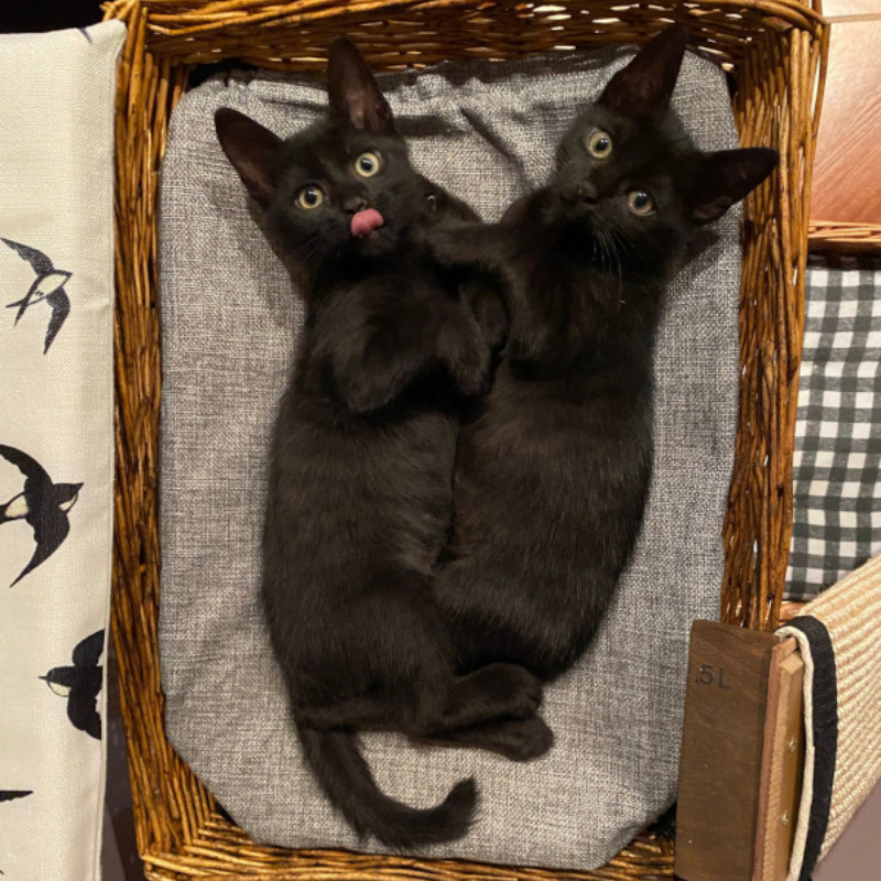 gatti adottati Le Sfigatte