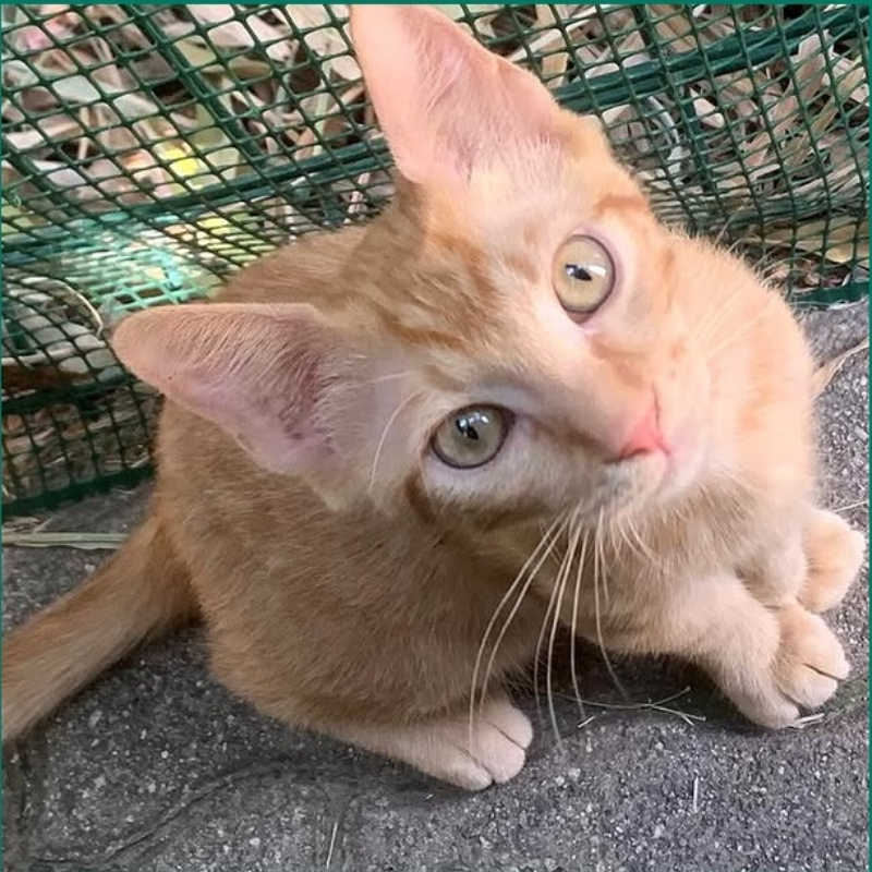 gatti da adottare Le Sfigatte