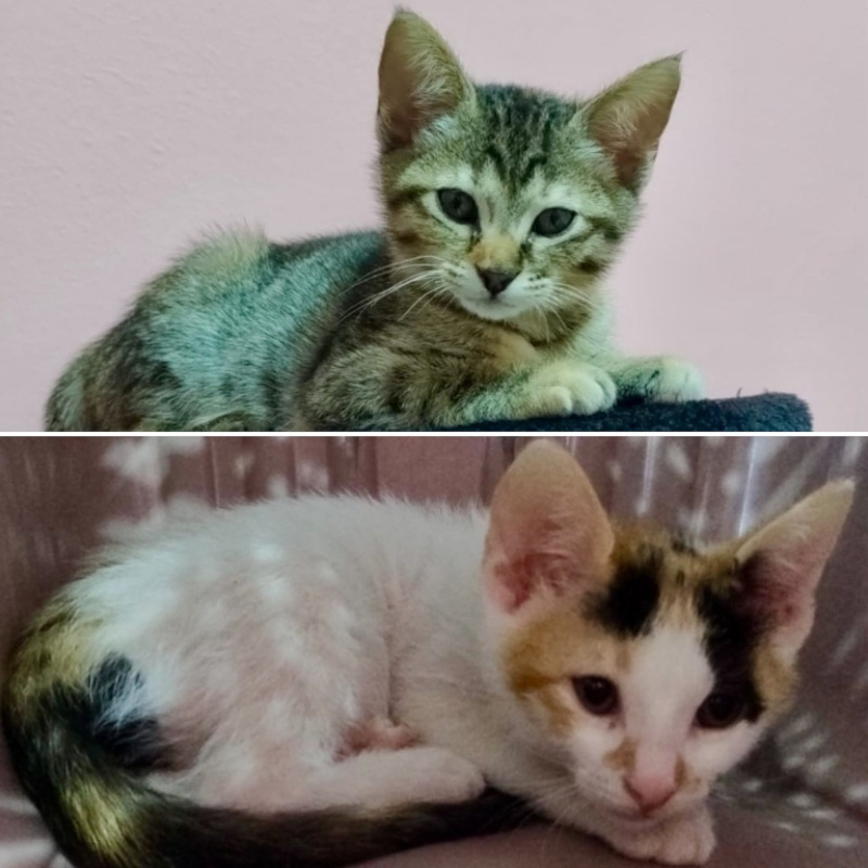 gatti adottati Le Sfigatte
