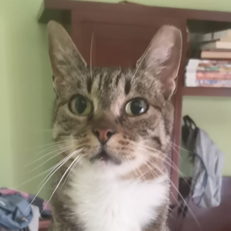 gatti adottati Le Sfigatte