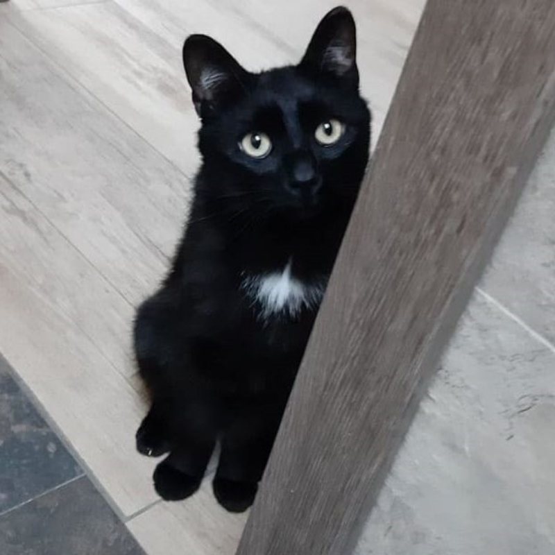 gatti adottati Le Sfigatte