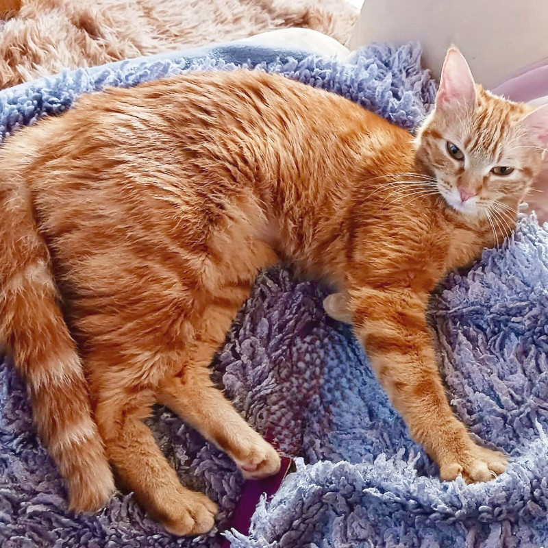 gatti adottati Le Sfigatte