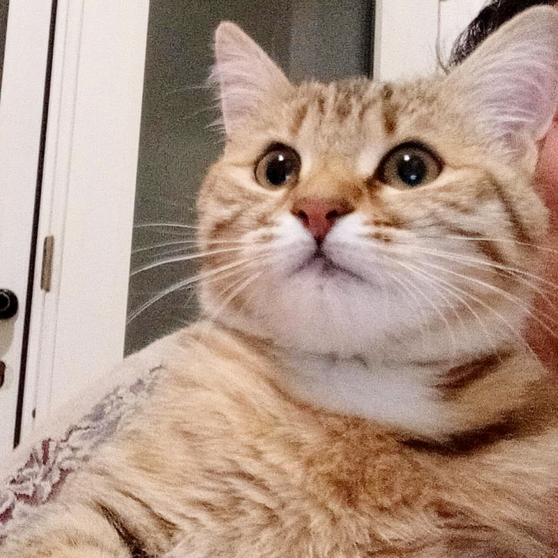 gatti adottati Le Sfigatte