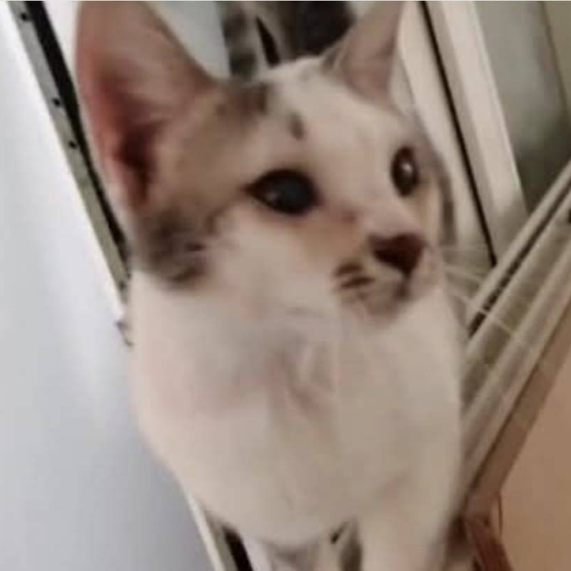 gatti adottati Le Sfigatte
