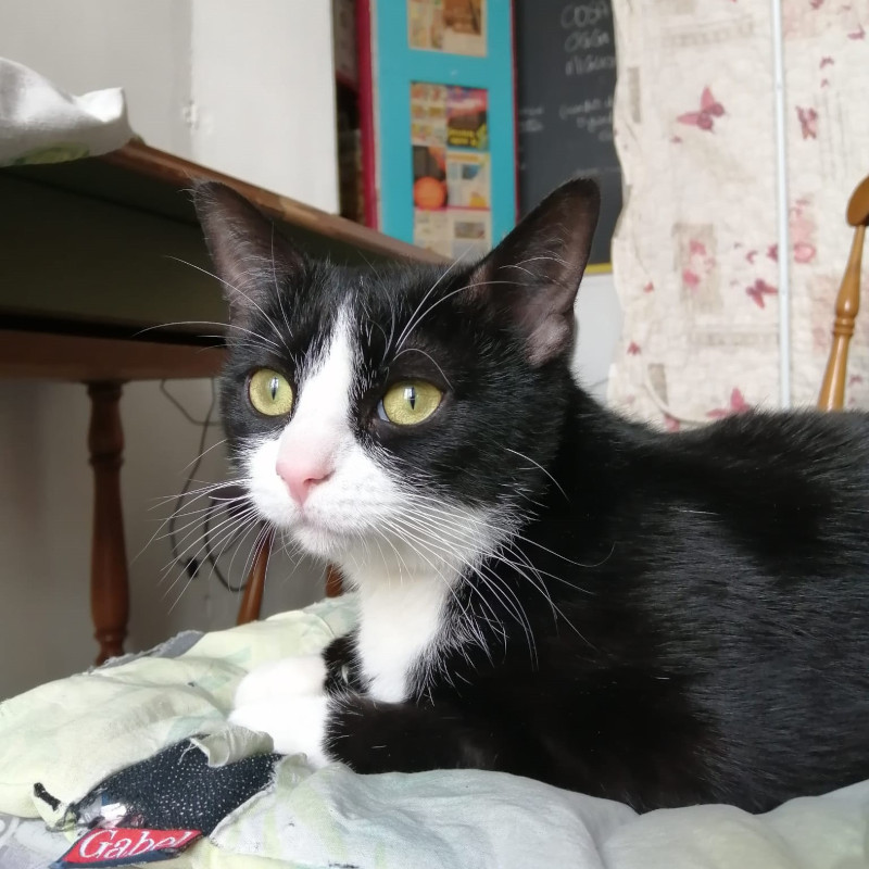 gatti adottati Le Sfigatte
