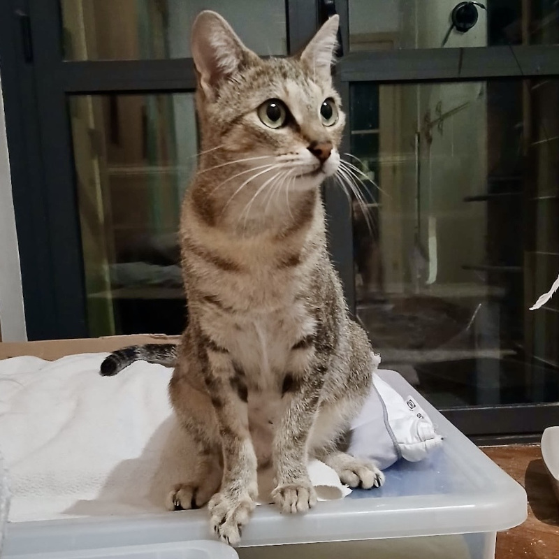 gatti da adottare di Le Sfigatte