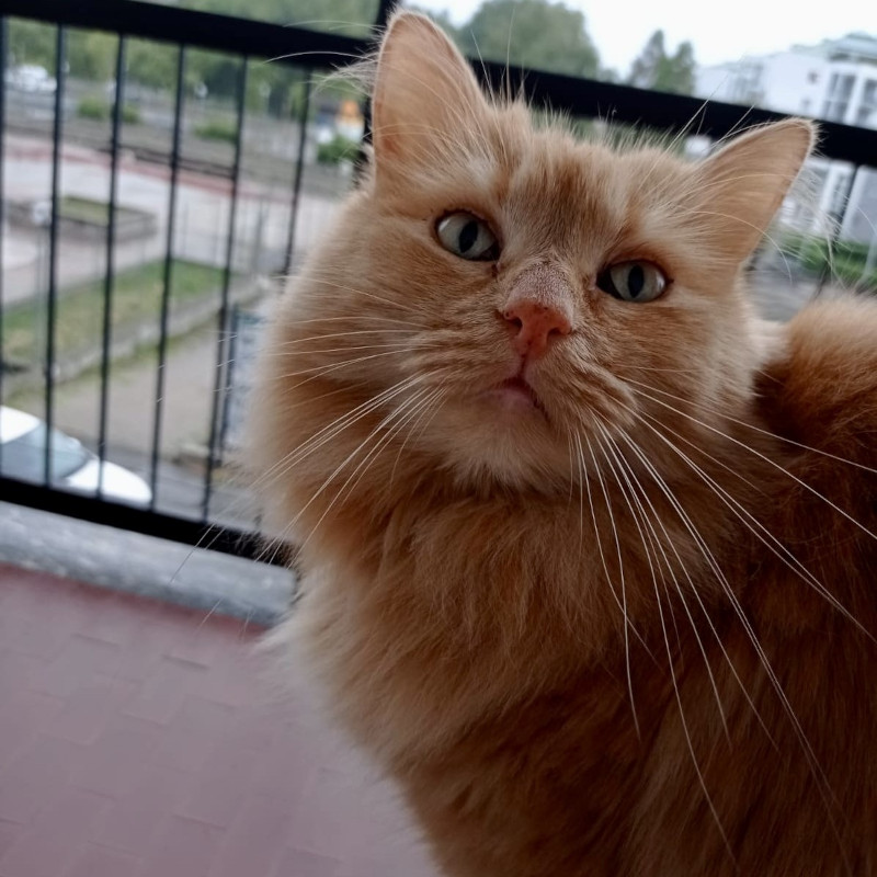 gatti adottati Le Sfigatte