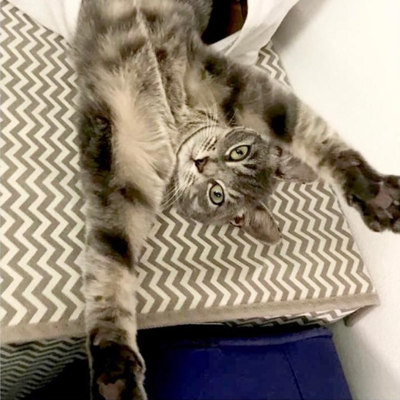 gatti adottati Le Sfigatte