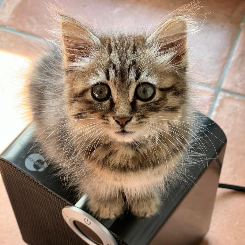 gatti adottati Le Sfigatte