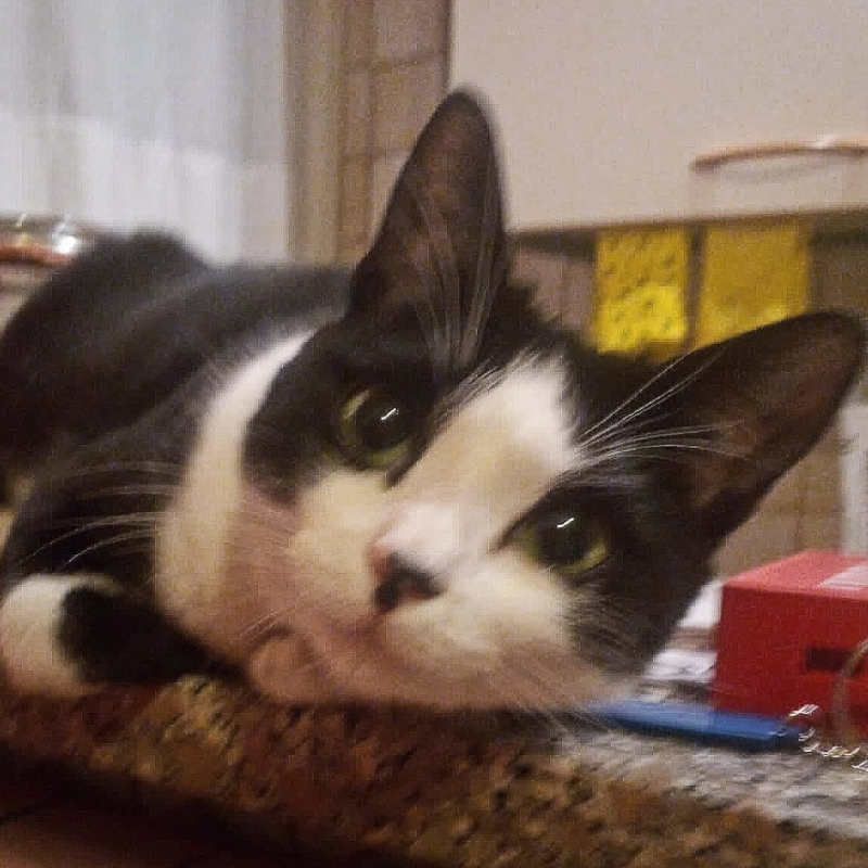 gatti adottati Le Sfigatte
