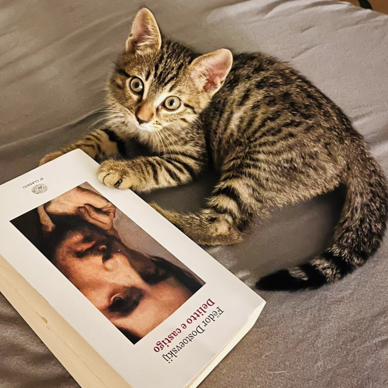 gatti adottati Le Sfigatte