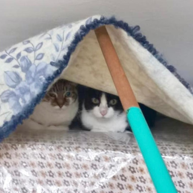 gatti adottati Le Sfigatte