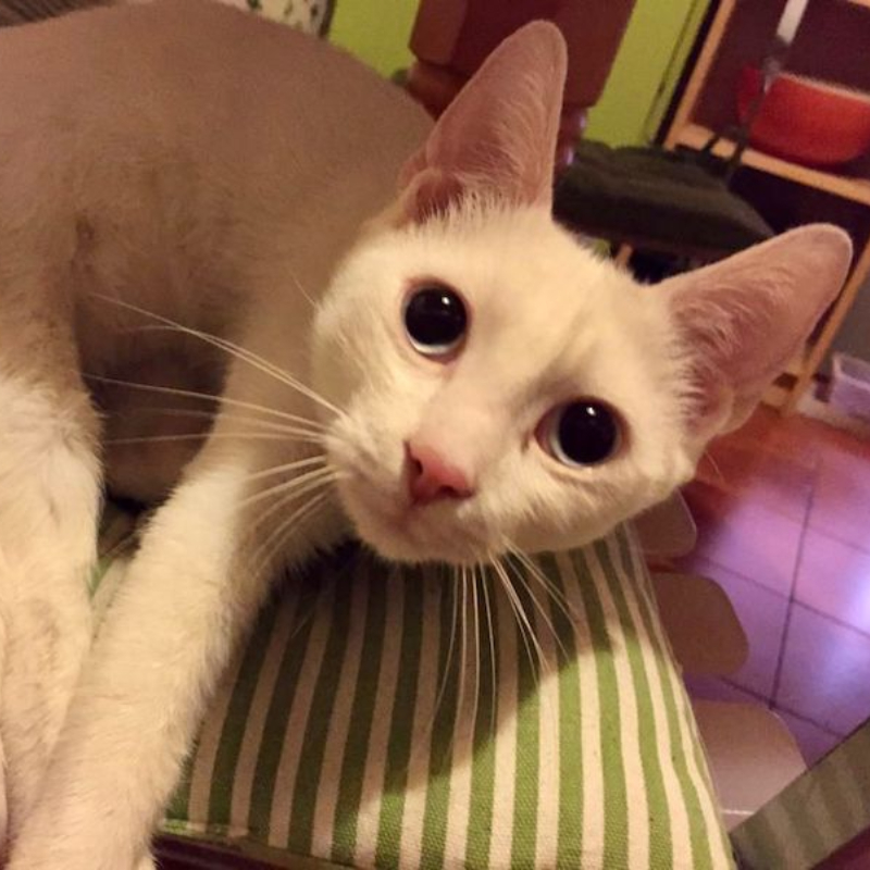 gatti adottati Le Sfigatte
