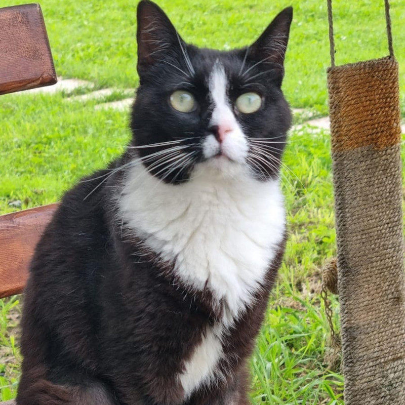 gatti adottati Le Sfigatte
