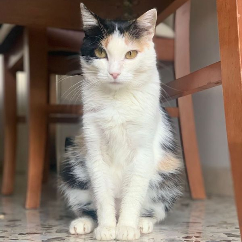 gatti adottati Le Sfigatte