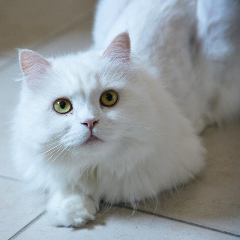 gatti adottati Le Sfigatte