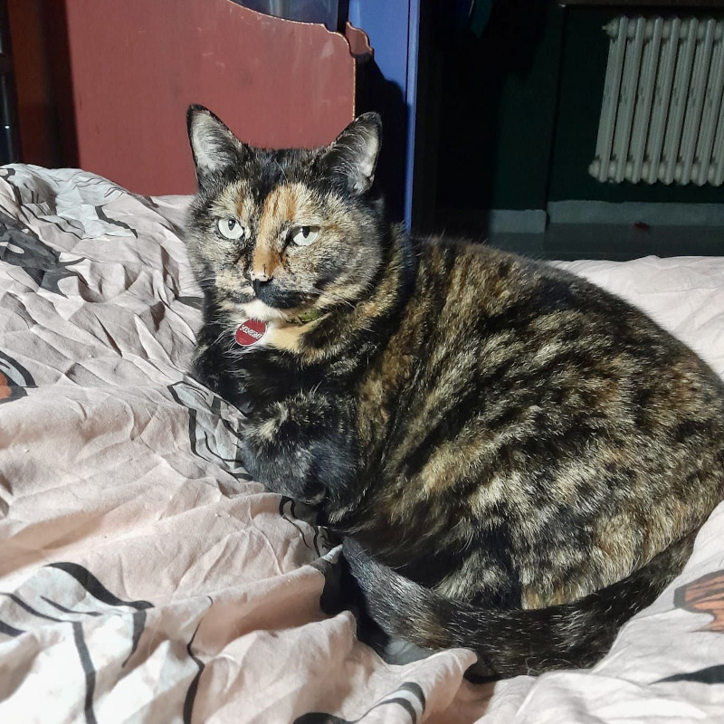 gatti da adottare di Le Sfigatte