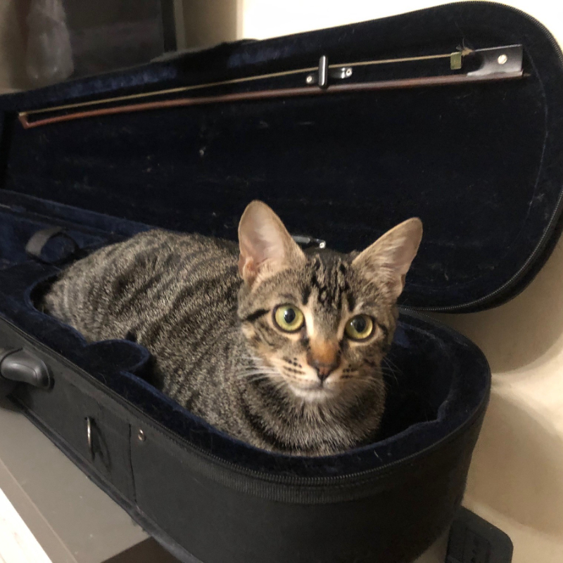 gatti adottati Le Sfigatte
