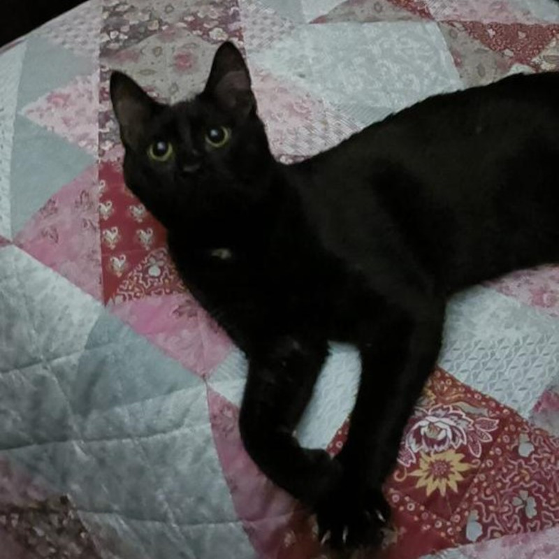 gatti adottati Le Sfigatte