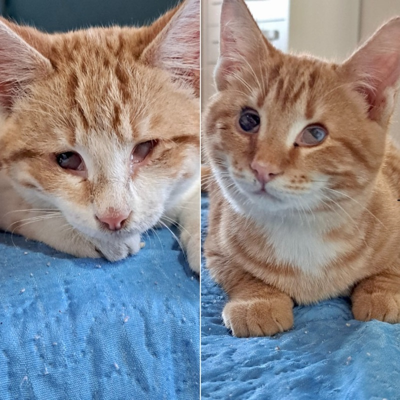 gatti adottati Le Sfigatte