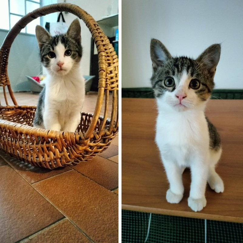 gatti adottati Le Sfigatte