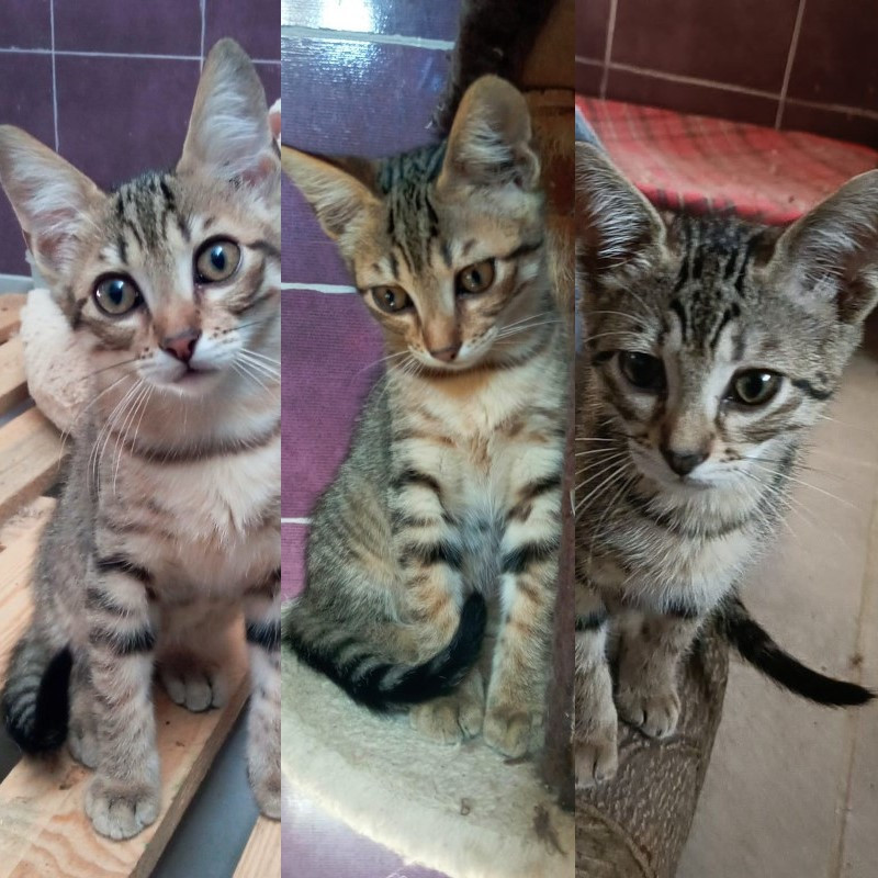 gatti adottati Le Sfigatte