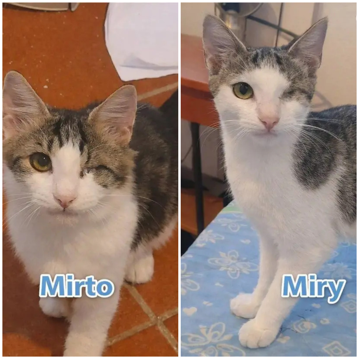 Mirto e Miry, una nuova casa, un nuovo inizio | Associazione Le Sfigatte