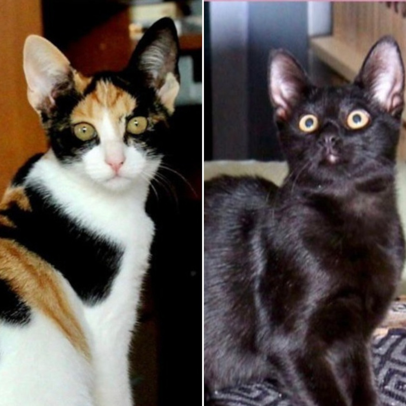 gatti adottati Le Sfigatte