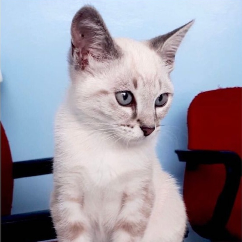 gatti adottati Le Sfigatte