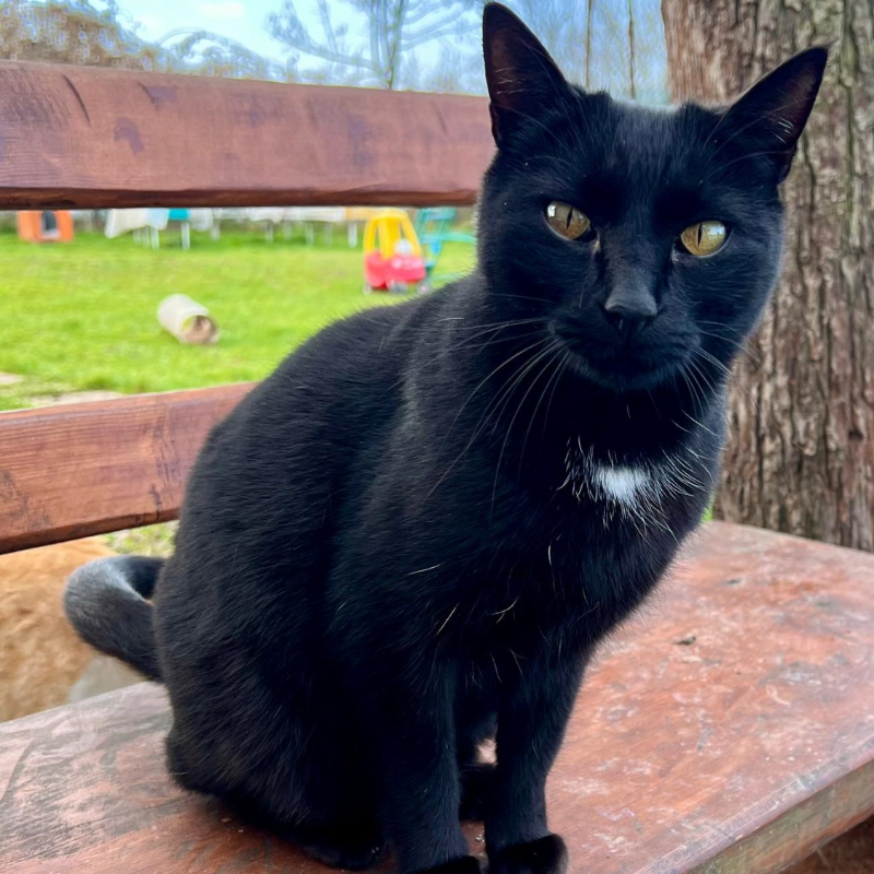 gatti adottati Le Sfigatte