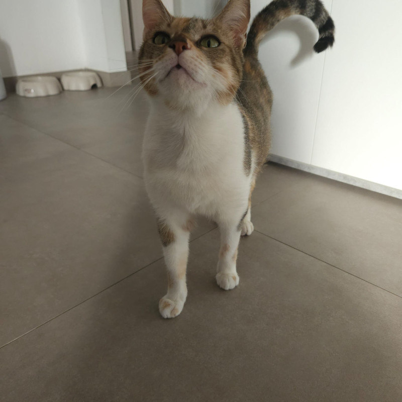 gatti adottati Le Sfigatte