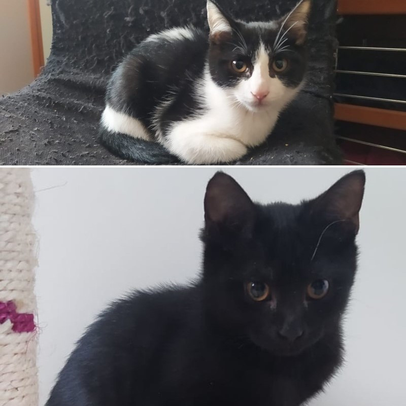 gatti adottati Le Sfigatte