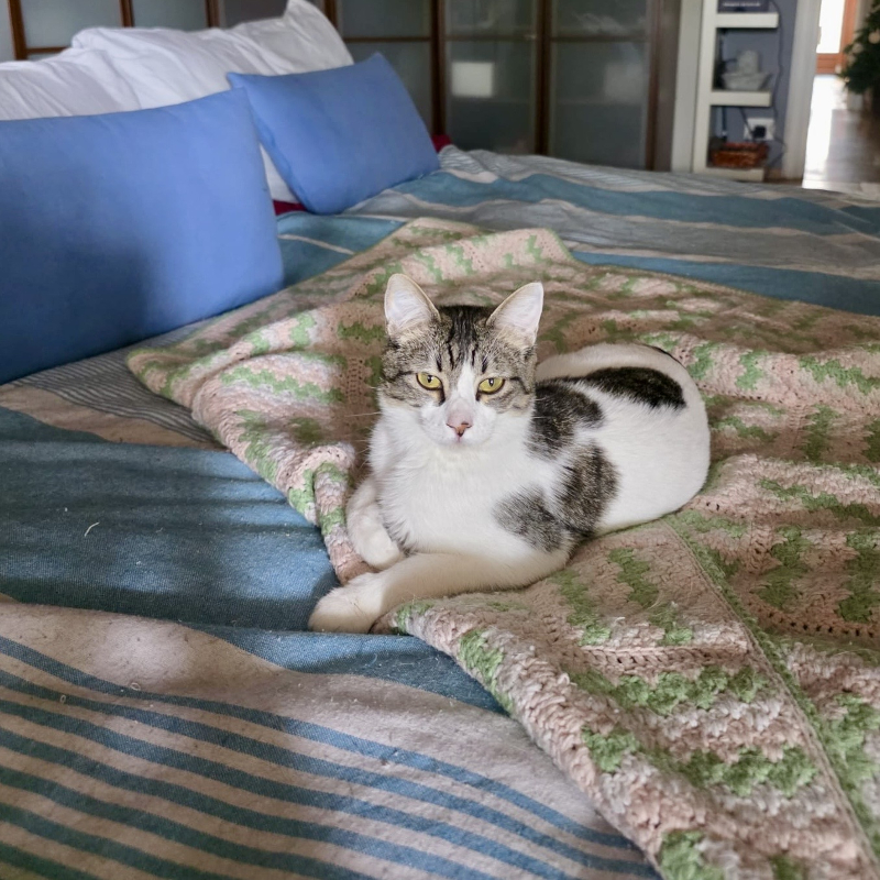 Misty, in cerca di adozione | Associazione Le Sfigatte