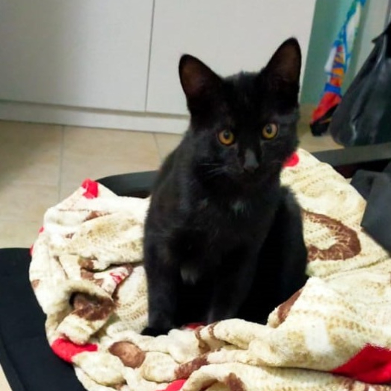 gatti adottati Le Sfigatte