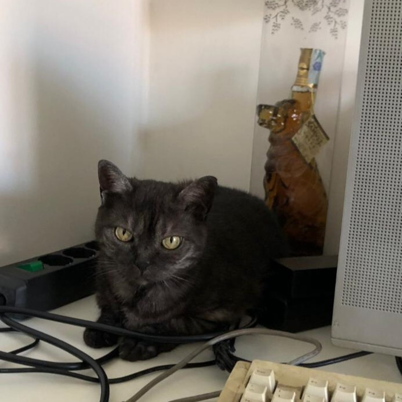gatti adottati Le Sfigatte