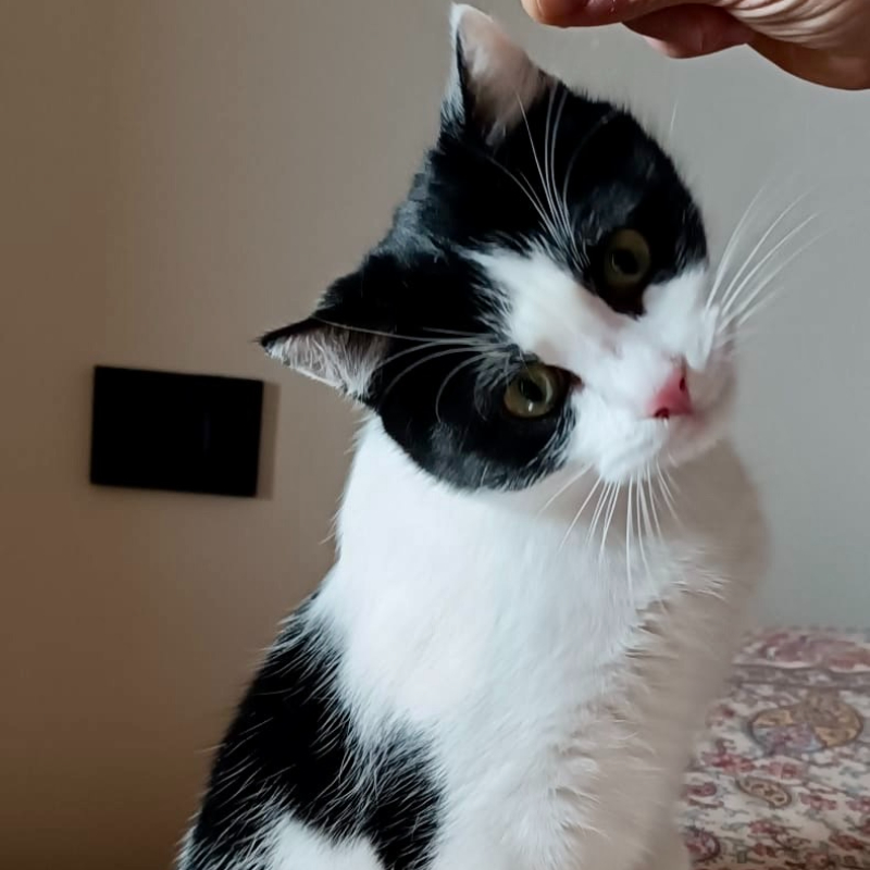 Mochi, in cerca di adozione | Associazione Le Sfigatte