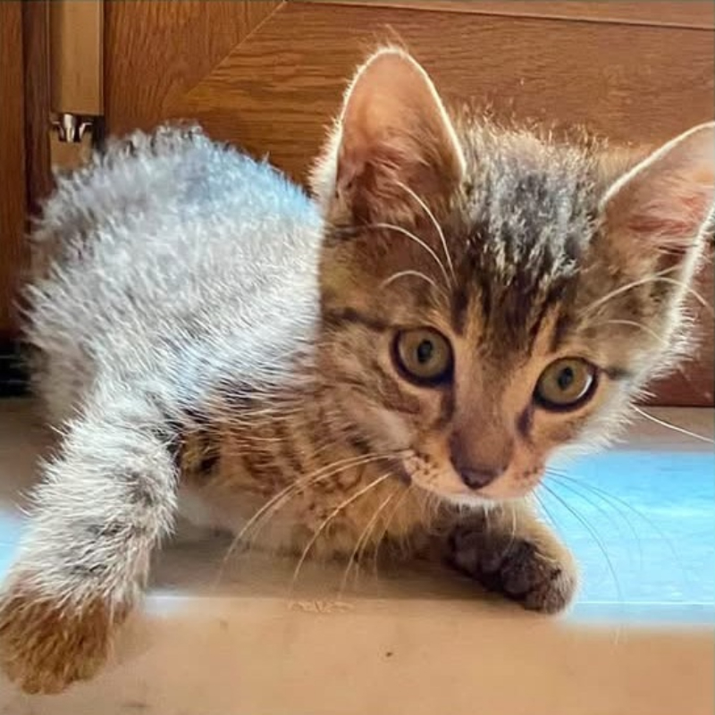 Mochi, in cerca di adozione | Associazione Le Sfigatte