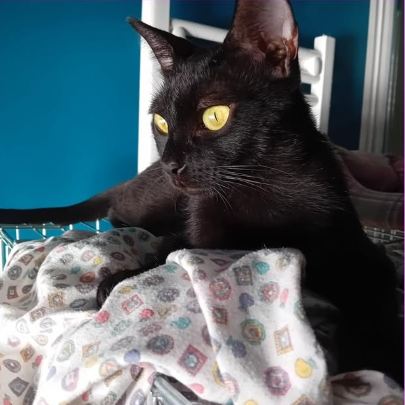 gatti adottati Le Sfigatte