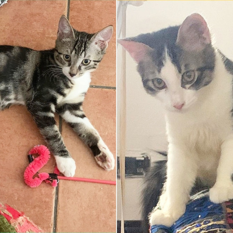 gatti adottati Le Sfigatte
