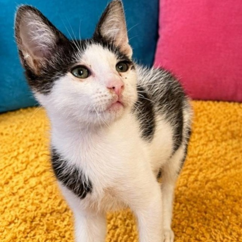 Moka, in cerca di adozione | Associazione Le Sfigatte